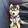 animal, blue_eyes, car_seat, companion, cute, dog, domestic_animal, fluffy, fur, happy, husky, inside, leash, pet, playful, puppy, sitting, tongue_out, vehicle_interior, young