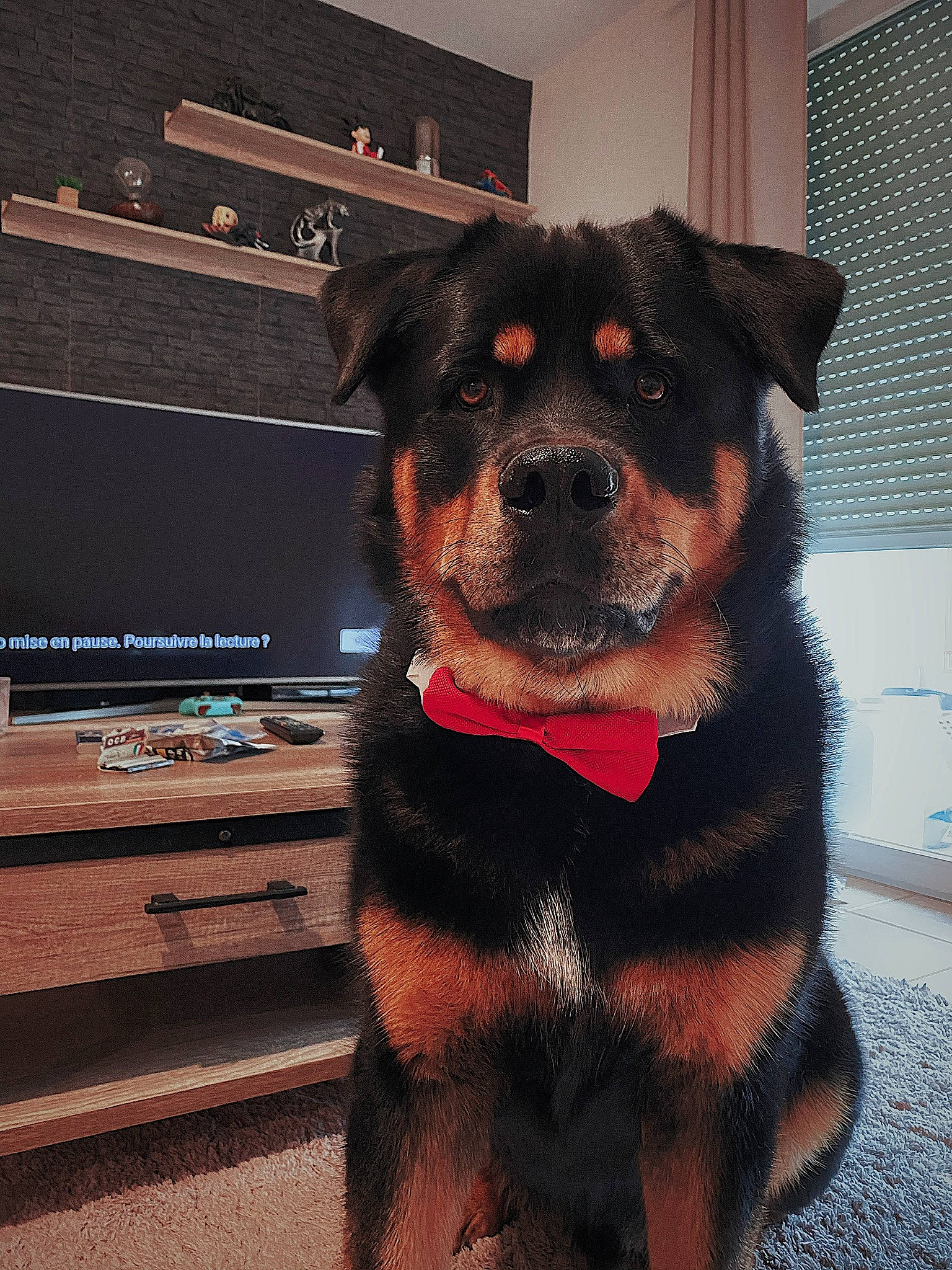 Loki participe au concours pour gagner de l'argent avec cette photo : borador, canidae, carnivore, collar, companion_dog, dog, dog_breed, dog_collar, dog_supply, fawn, fur, leash, liver, mammal, pet_supply, snout, sporting_group, whiskers, working_animal, working_dog