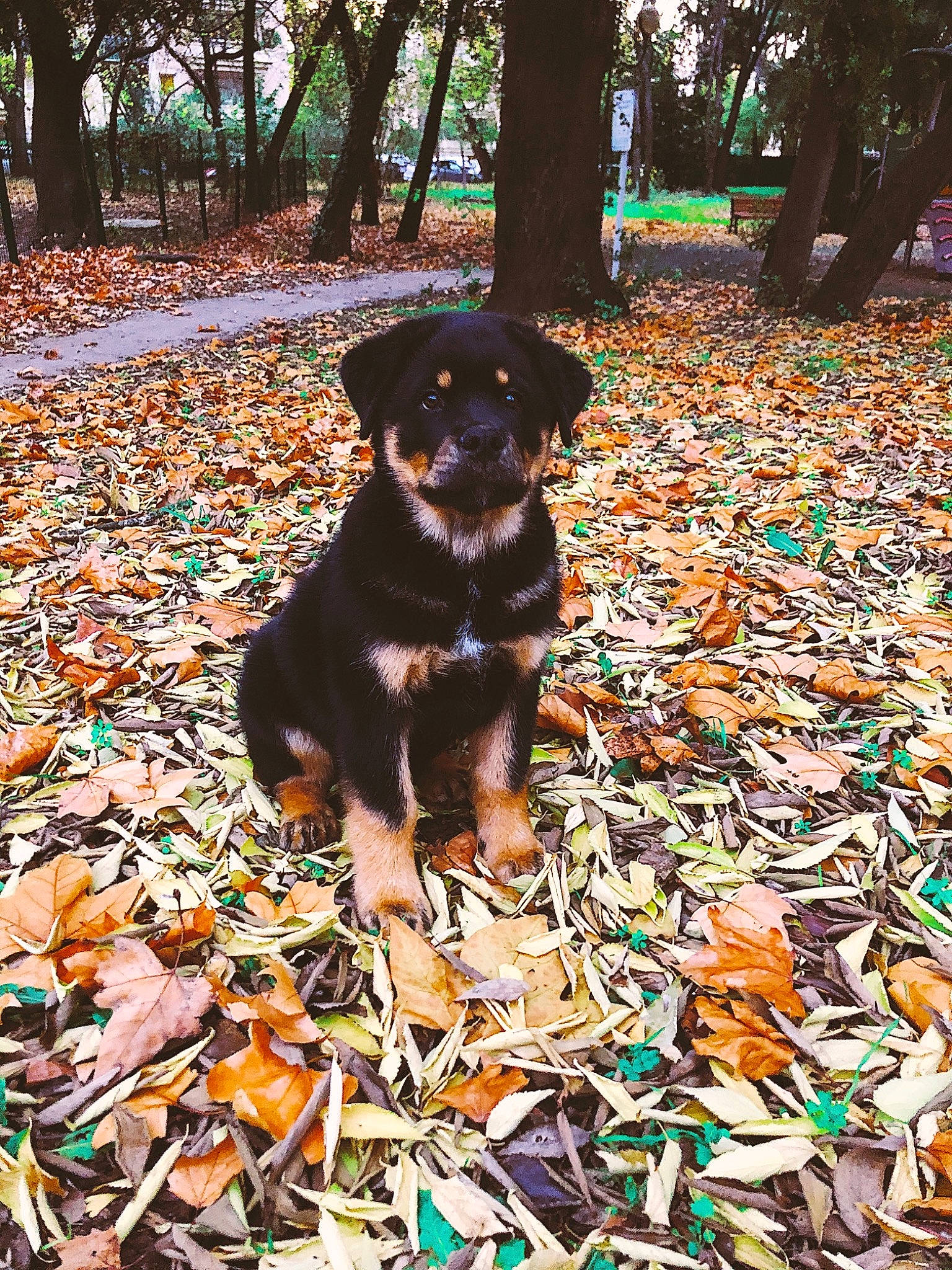Loki a rejoint le concours — aidez-le/la à gagner de superbes lots ! brown, canidae, carnivore, companion_dog, deciduous, dog, dog_breed, fawn, forest, grass, groundcover, leaf, plant, sporting_group, sunlight, tints_and_shades, tree, wood, woodland, woody_plant