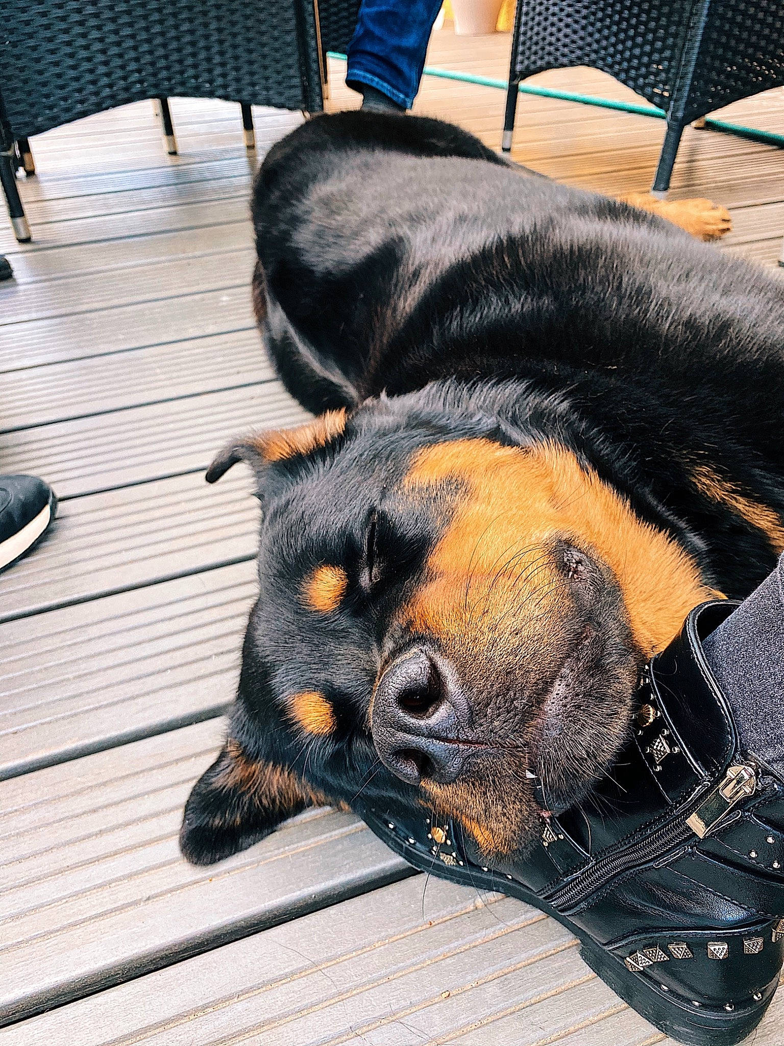 Loki participe au concours pour gagner de l'argent avec cette photo : black, canidae, carnivore, chair, claw, comfort, companion_dog, dobermann, dog, dog_breed, dog_supply, fawn, fur, guard_dog, hardwood, paw, snout, sporting_group, terrestrial_animal, working_dog