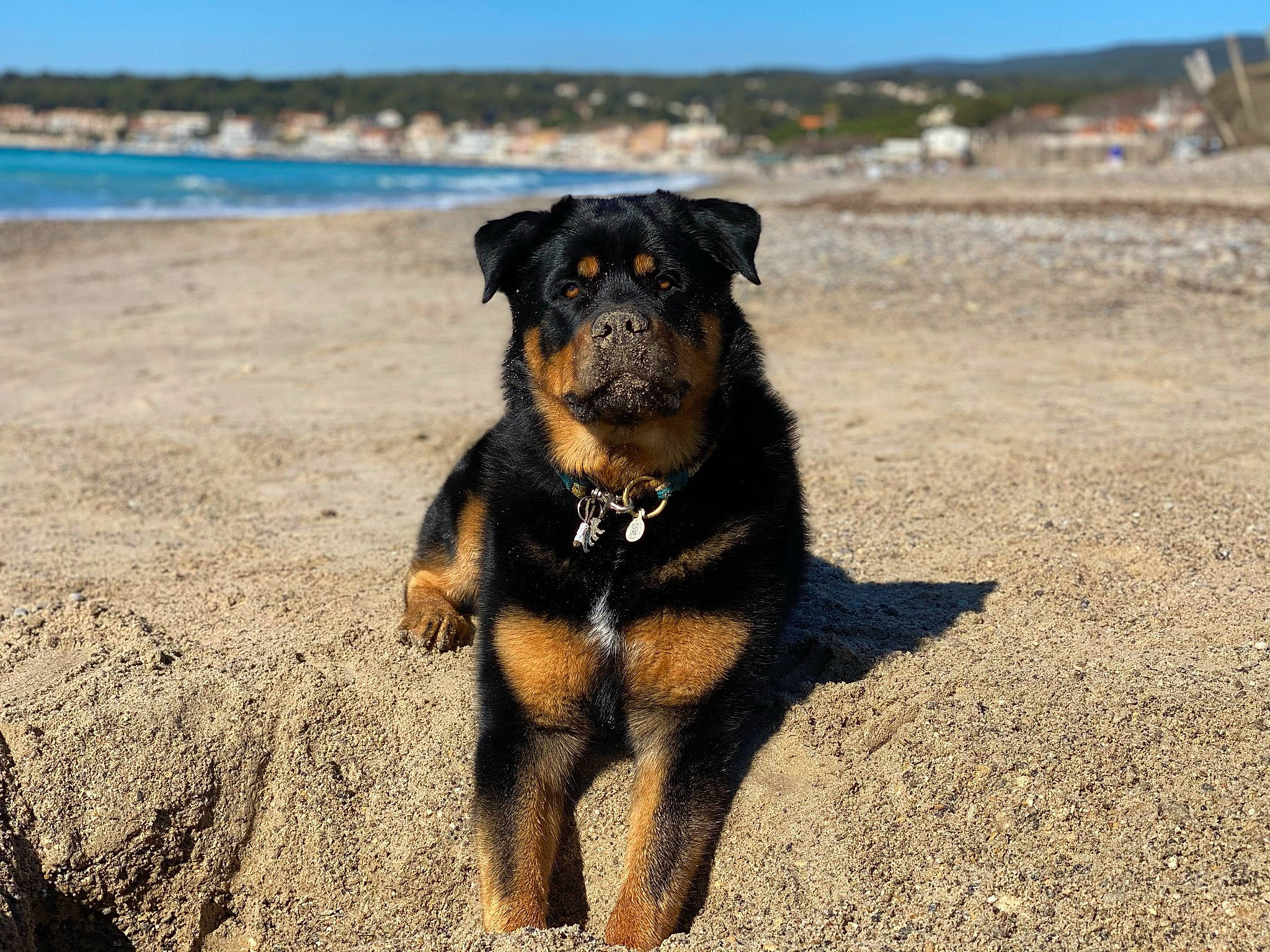 Loki a rejoint le concours — aidez-le/la à gagner de superbes lots ! beach, canidae, carnivore, companion_dog, dog, dog_breed, fawn, horizon, lake, landscape, ocean, rock, rottweiler, sand, sky, snout, sporting_group, terrestrial_animal, water, working_animal