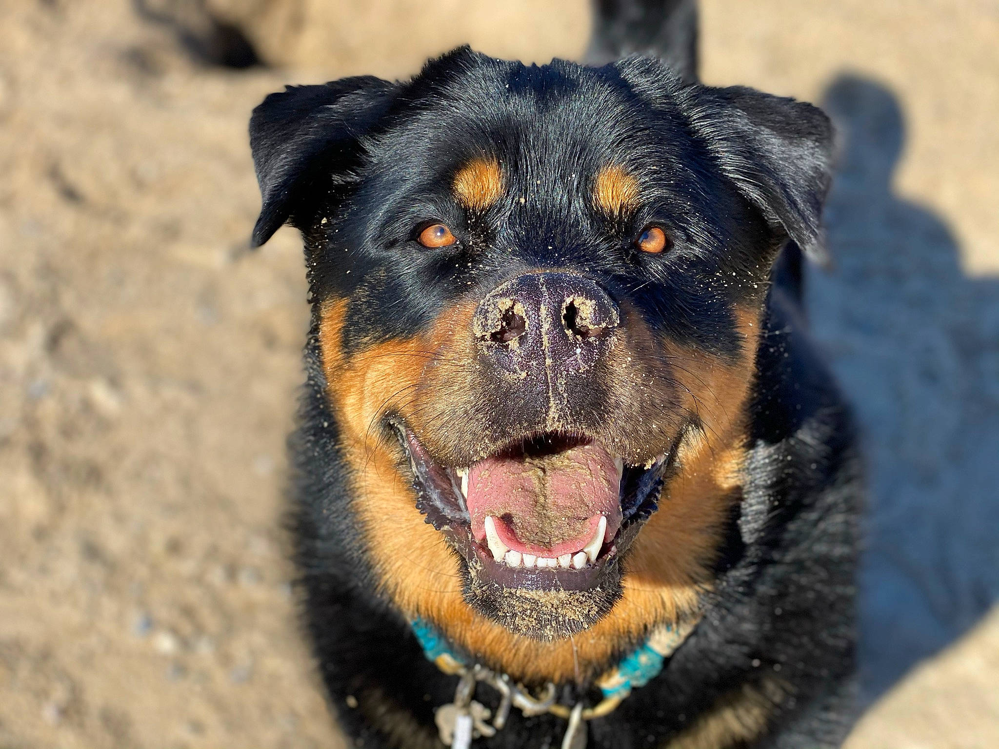 Loki a rejoint le concours — aidez-le/la à gagner de superbes lots ! canidae, carnivore, collar, companion_dog, dog, dog_breed, eye, fur, grass, guard_dog, paw, plant, snout, sporting_group, terrestrial_animal, water, whiskers, wildlife, working_animal, working_dog