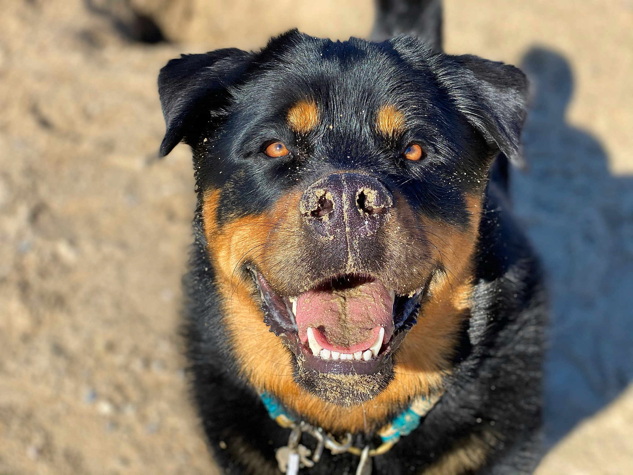Loki