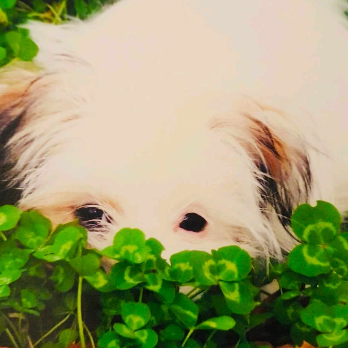 Gizmo Angel
