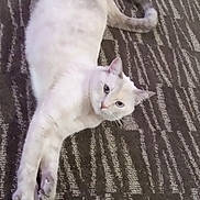 Juju is registered to the contest to win money with this photo: animal, carpet, cat, cute, domestic_cat, feline, floor, fur, house, indoor, looking, paw, pet, playful, purple_toy, relaxed, stretching, tail, toy, white_cat