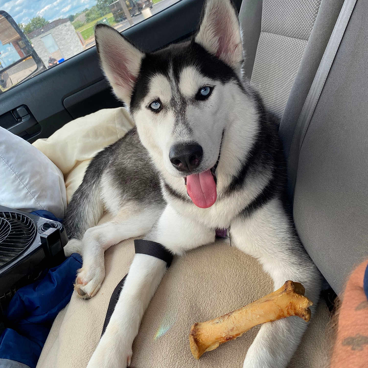Athena joined the competition — help win amazing prizes! animal, architecture, baby, building, canine, car, car_interior, carseat, couch, dog, eskimodog, furniture, husky, outdoors, person, pet, puppy, shelter, transportation, vehicle