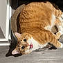 cat, orange_cat, tabby, pet, furry, lying, cardboard_scratcher, indoor, floor, hardwood_floor, looking_up, whiskers, green_eyes, tongue_out, cute, closeup, paw, home, playful, relaxing