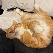 Pumpkin joined the competition — help win amazing prizes! cat, orange_tabby, ginger_cat, pet, feline, bed, blanket, pillow, fur, paws, whiskers, indoor, cozy, relaxed, lying_on_back, cute, sleepy, domestic_animal, portrait, home