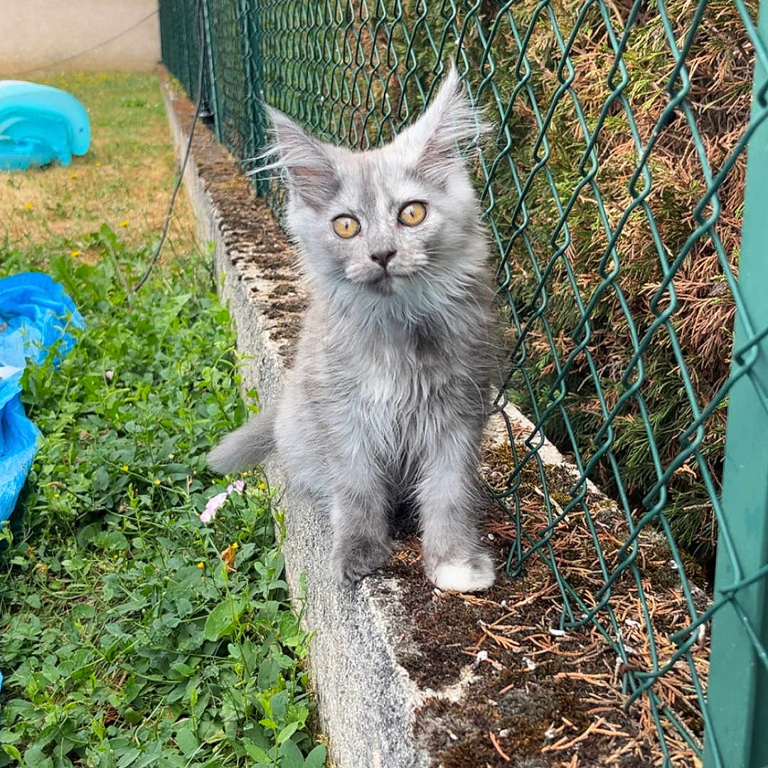 Nala