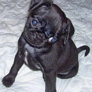 Cooter Earl is registered to the contest to win money with this photo: beagador, canidae, carnivore, companion_dog, dog, dog_breed, fawn, mammal, pug, puppy, snout, sporting_group, toy_dog, vertebrate