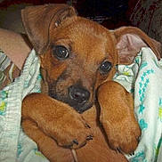 Jake is registered to the contest to win money with this photo: black_mouth_cur, canidae, carlin_pinscher, carnivore, chihuahua, companion_dog, dog, dog_breed, fawn, feist, mammal, miniature_pinscher, pinscher, puppy, snout, toy_dog, vertebrate