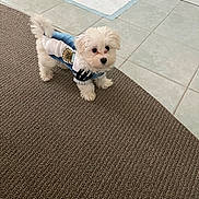 James Baxter joined the competition — help win amazing prizes! puppy, dog, white_dog, small_dog, pet, carpet, tile_floor, dog_clothing, jersey, indoor, food_bowl, water_bowl, curious, standing, floor_mat, home, cute, fur, animal, companion