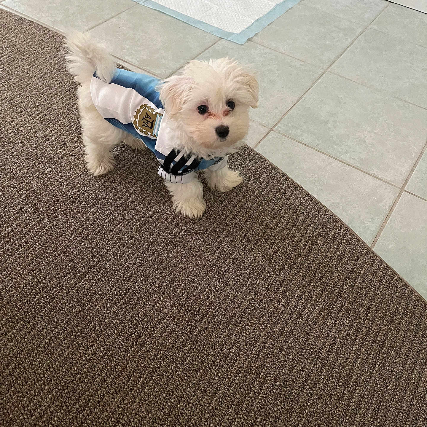 James Baxter joined the competition — help win amazing prizes! puppy, dog, white_dog, small_dog, pet, carpet, tile_floor, dog_clothing, jersey, indoor, food_bowl, water_bowl, curious, standing, floor_mat, home, cute, fur, animal, companion