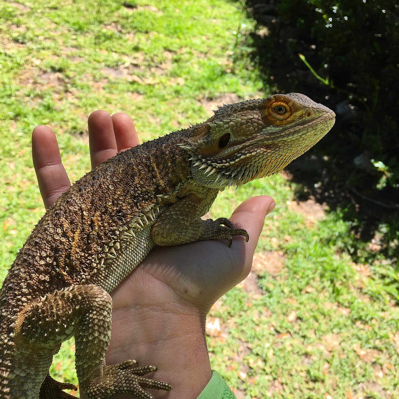 E-lo is registered to the contest to win money with this photo: adaptation, agama, chameleon, dragon_lizard, grass, iguana, iguania, iguanidae, lacerta, lizard, organism, plant, reptile, scaled_reptile, terrestrial_animal, vertebrate, wall_lizard, wildlife