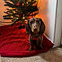 dog, dachshund, puppy, christmas_tree, tree_lights, red_tree_skirt, carpet, indoor, holiday, festive, pet, cute, small_dog, decorations, warm_lighting, wall, corner, animal, christmas, cozy