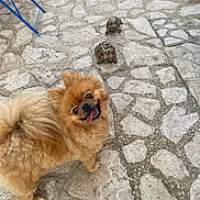 Dior a rejoint le concours — aidez-le/la à gagner de superbes lots ! dog, pomeranian, turtle, stone_pavement, outdoor, animal, pet, happy, tongue_out, fur, small_dog, slow, contrast, nature, cute, playful, walking, sunlight, daytime, closeup