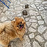 dog, pomeranian, turtle, stone_pavement, outdoor, animal, pet, happy, tongue_out, fur, small_dog, slow, contrast, nature, cute, playful, walking, sunlight, daytime, closeup