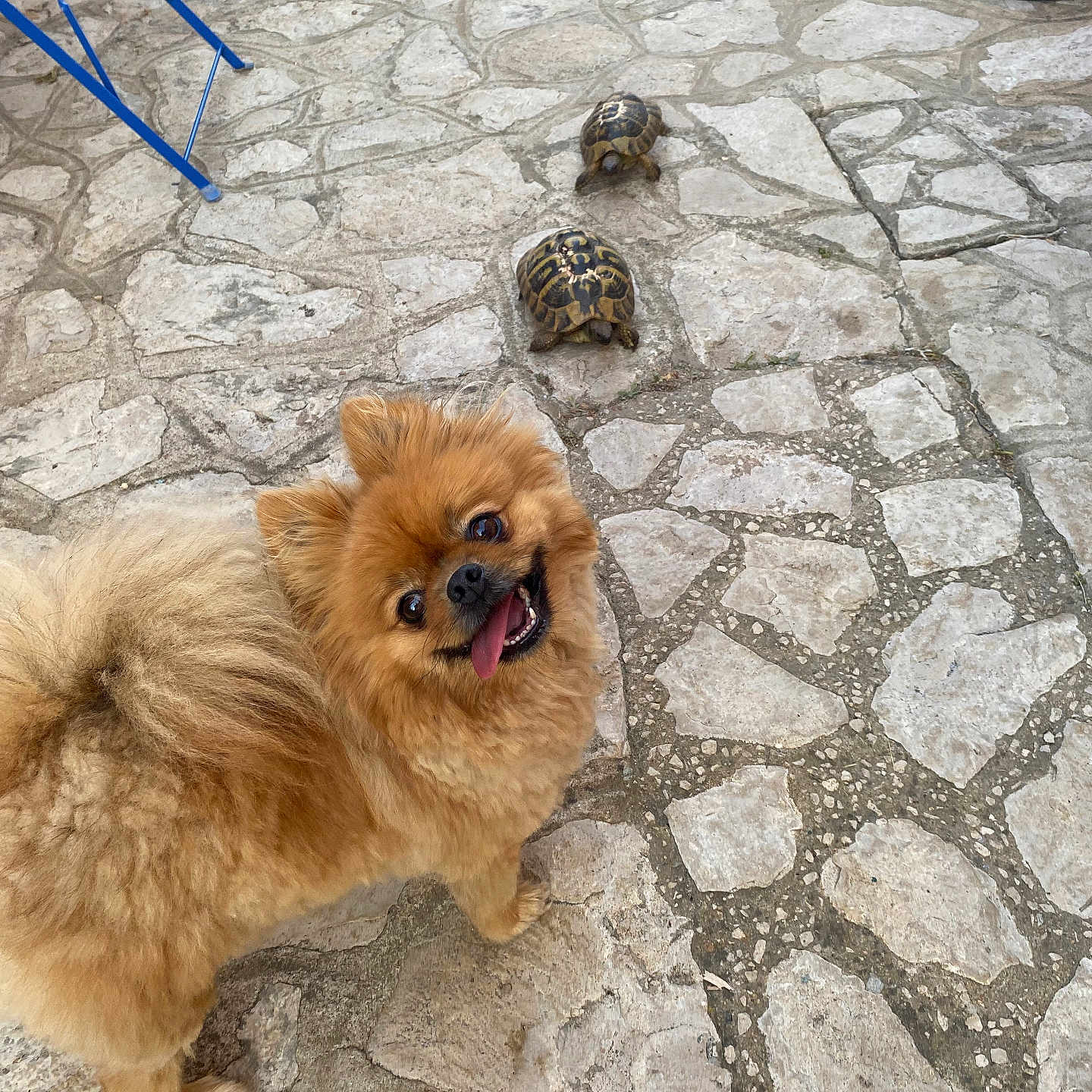 Dior a rejoint le concours — aidez-le/la à gagner de superbes lots ! dog, pomeranian, turtle, stone_pavement, outdoor, animal, pet, happy, tongue_out, fur, small_dog, slow, contrast, nature, cute, playful, walking, sunlight, daytime, closeup