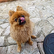 Dior a rejoint le concours — aidez-le/la à gagner de superbes lots ! animal, bowl, brown, close_up, cute, daylight, dog, ears, fluffy, fur, licking, nose, outdoor, pet, playful, sitting, small_dog, stone_floor, tongue, tongue_out