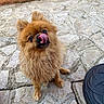 animal, bowl, brown, close_up, cute, daylight, dog, ears, fluffy, fur, licking, nose, outdoor, pet, playful, sitting, small_dog, stone_floor, tongue, tongue_out
