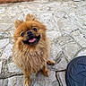 Dior participe au concours pour gagner de l'argent avec cette photo : animal, bowl, canine, companion, cute, dog, fluffy, friendly, fur, happy, orange_wall, outdoor, pet, pomeranian, sitting, small_dog, smiling, stone_pavement, tongue_out, wall