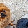 animal, background, black_object, bowl, brown_fur, close_up, companion, curious, cute, dog, domestic_animal, fluffy, furry, looking_up, outdoor, paw, pet, pomeranian, small_dog, stone_patio