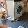 animal, appliance, bowl, curiosity, dog, domestic, door, feeding, floor, food, furniture, home, indoor, kitchen, lettuce, pet, plate, tile_floor, tortoise, washing_machine