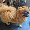 Dior participe au concours pour gagner de l'argent avec cette photo : animal, companion, cute, dog, domestic, floor, fluffy, friendly, fur, happy, household, indoor, pet, pomeranian, slippers, small_dog, tile, tongue_out, tortoise, water_bowl