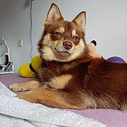 Aya participe au concours pour gagner de l'argent avec cette photo : dog, brown_dog, fluffy, pet, animal, canine, lying_down, bed, bedroom, blanket, toy, yellow_toy, purple_toy, portrait, close_up, indoors, cozy, fur, pointed_ears, collar