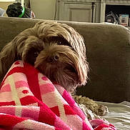 Rocco is registered to the contest to win money with this photo: animal_portrait, blanket, brown_fur, comfort, couch, cozy, cute, dog, domestic_animal, fur, home, indoor, living_room, looking_back, pet, relaxation, resting, snuggled, soft_texture, warm_lighting