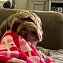 animal_portrait, blanket, brown_fur, comfort, couch, cozy, cute, dog, domestic_animal, fur, home, indoor, living_room, looking_back, pet, relaxation, resting, snuggled, soft_texture, warm_lighting