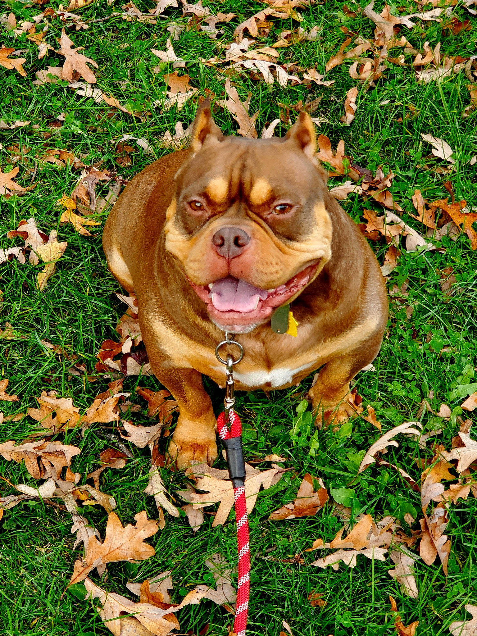 Kitkat joined the competition — help win amazing prizes! bulldog, carnivore, collar, companion_dog, dog, dog_breed, dog_collar, fawn, grass, groundcover, leaf, liver, people_in_nature, plant, snout, sporting_group, terrestrial_animal, tree, working_animal, wrinkle