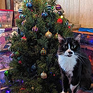 Tripod is registered to the contest to win money with this photo: cat, tuxedo_cat, christmas_tree, ornaments, lights, indoor, furniture, table, decorations, holiday, pet, animal, green_eyes, wood_paneling, storage_boxes, cozy, festive, curious, black_and_white, cluttered_room