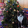 cat, tuxedo_cat, christmas_tree, ornaments, lights, indoor, furniture, table, decorations, holiday, pet, animal, green_eyes, wood_paneling, storage_boxes, cozy, festive, curious, black_and_white, cluttered_room