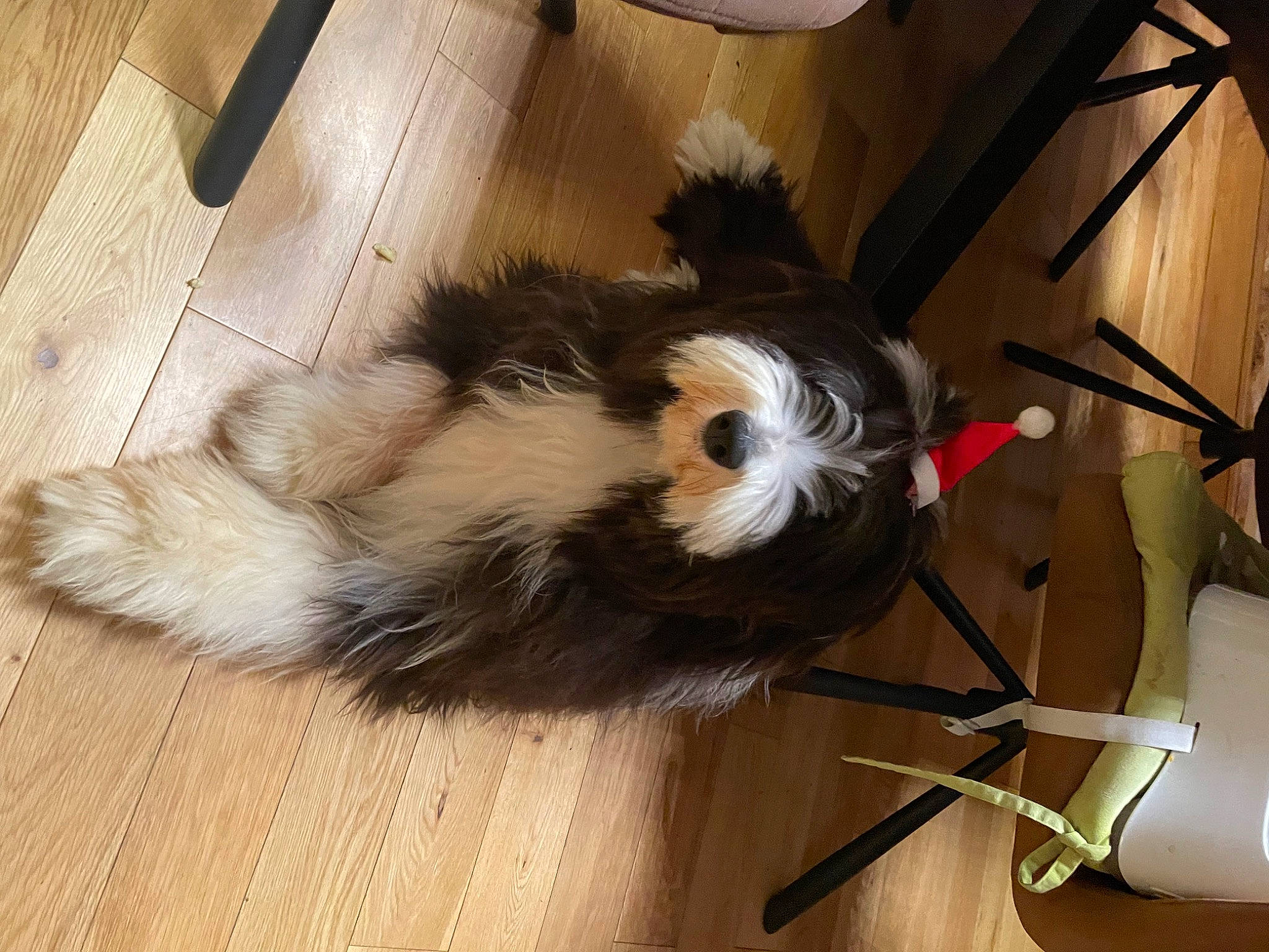 Charly participe au concours pour gagner de l'argent avec cette photo : carnivore, companion_dog, fawn, feather, felidae, flooring, fur, guinea_pig, hamster, hardwood, natural_material, plank, rodent, snout, tail, varnish, whiskers, wood, wood_flooring, wood_stain