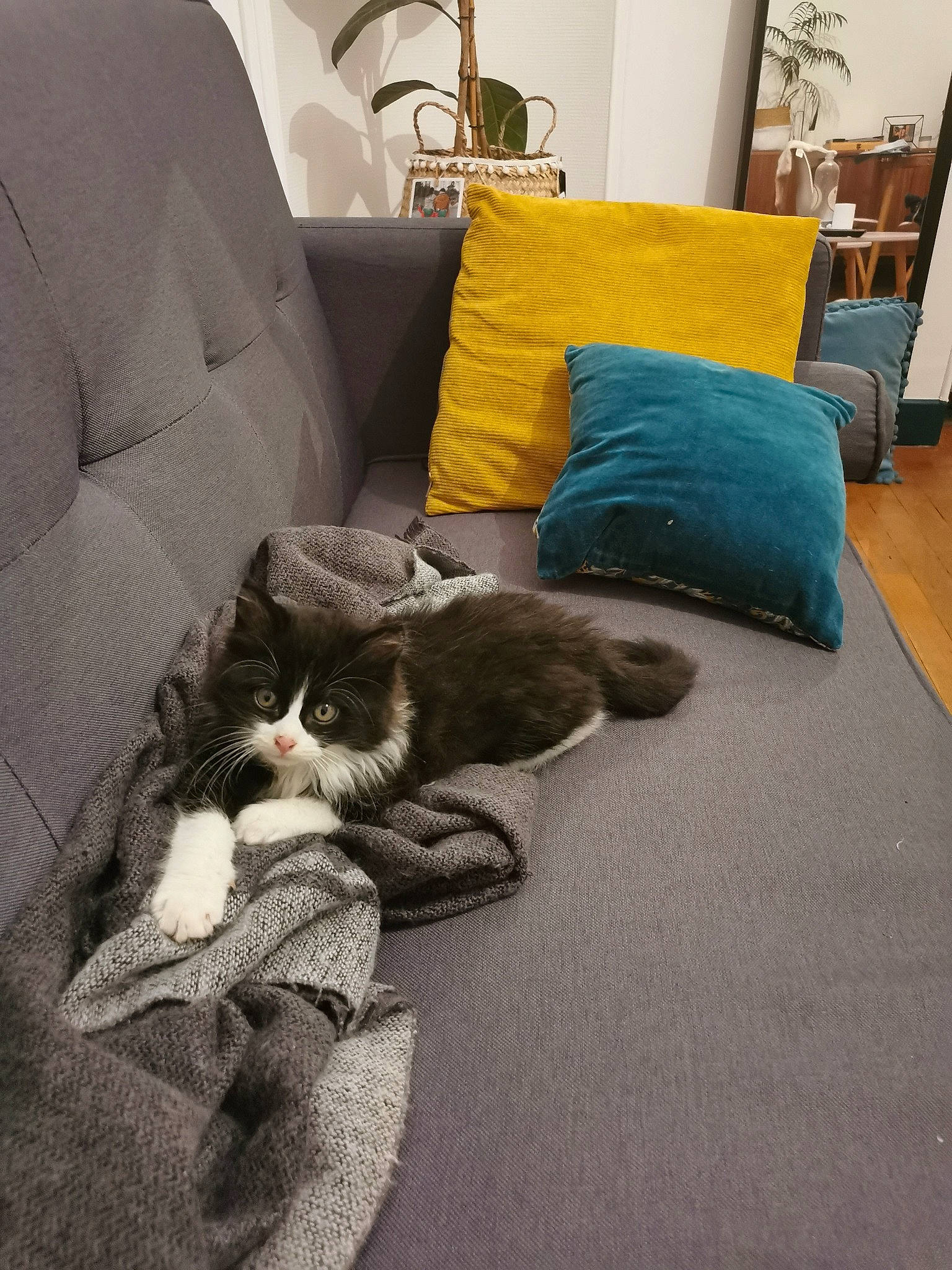 Hoshi participe au concours pour gagner de l'argent avec cette photo : carnivore, cat, comfort, couch, domestic_short_haired_cat, european_shorthair, felidae, floor, flooring, fur, furniture, kitten, paw, room, small_to_medium_sized_cats, tail, whiskers