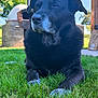 dog, black_dog, senior_dog, muzzle, whiskers, paws, grass, lawn, outdoor, backyard, tree, wooden_pavilion, brick_oven, nose, fur, relaxed, portrait, close_up, sunlight, shadow