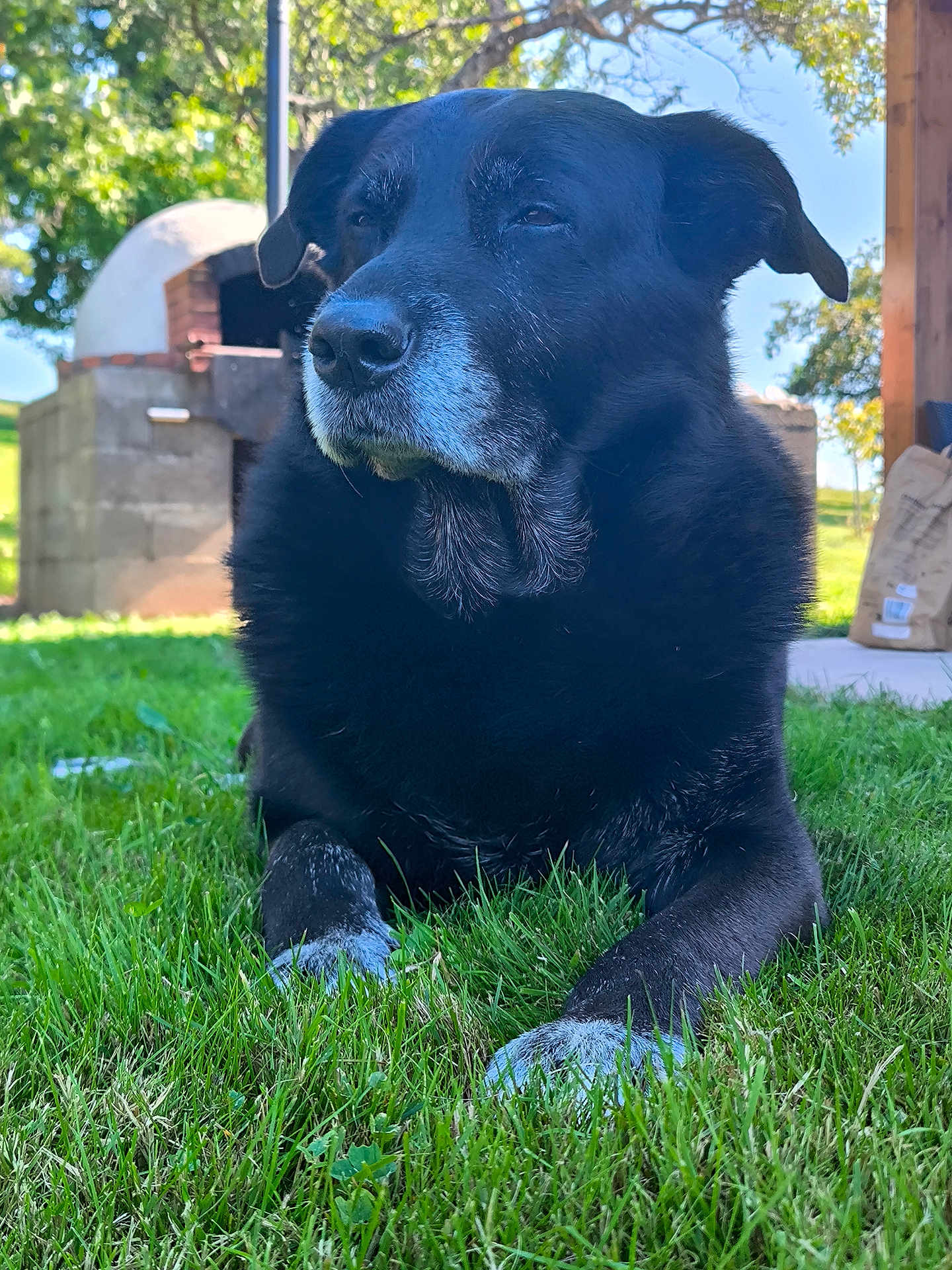 Balou participe au concours pour gagner de l'argent avec cette photo : dog, black_dog, senior_dog, muzzle, whiskers, paws, grass, lawn, outdoor, backyard, tree, wooden_pavilion, brick_oven, nose, fur, relaxed, portrait, close_up, sunlight, shadow