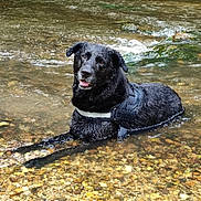 Balou participe au concours pour gagner de l'argent avec cette photo : dog, black_dog, water, creek, river, harness, wet_fur, pebbles, shallow_water, outdoors, nature, happy, panting, sitting, portrait, animal, summer, reflection, rocks, playful