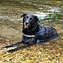 dog, black_dog, water, creek, river, harness, wet_fur, pebbles, shallow_water, outdoors, nature, happy, panting, sitting, portrait, animal, summer, reflection, rocks, playful