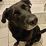 Balou a rejoint le concours — aidez-le/la à gagner de superbes lots ! dog, black_dog, pet, bathroom, tiles, bathtub, tile_floor, paw, close_up, nose, whiskers, ears, sitting, brown_eyes, curious, companion, indoor, portrait, tiled_wall, floor