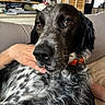 dog, close_up, brown_eyes, orange_collar, speckled_fur, black_fur, white_fur, hand, person, couch, indoor, living_room, furniture, pet, companion, relaxing, portrait, fur_texture, domestic_animal, comfort