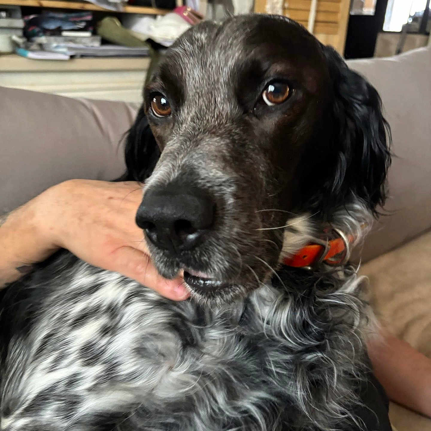 Ron participe au concours pour gagner de l'argent avec cette photo : dog, close_up, brown_eyes, orange_collar, speckled_fur, black_fur, white_fur, hand, person, couch, indoor, living_room, furniture, pet, companion, relaxing, portrait, fur_texture, domestic_animal, comfort