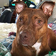 Sassy is registered to the contest to win money with this photo: dog, brown_dog, pet, bed, blanket, indoor, closeup, ears, eyes, furniture, television, mirror, cozy, resting, domestic, canine, animal, portrait, household, relaxing