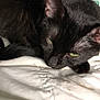 Chaos is registered to the contest to win money with this photo: animal, black_cat, blanket, cat, close_up, cozy, cute, domestic_cat, feline, fur, green_eyes, indoor, laying_down, pet, relaxed, resting, sleepy, soft_texture, whiskers, white_blanket