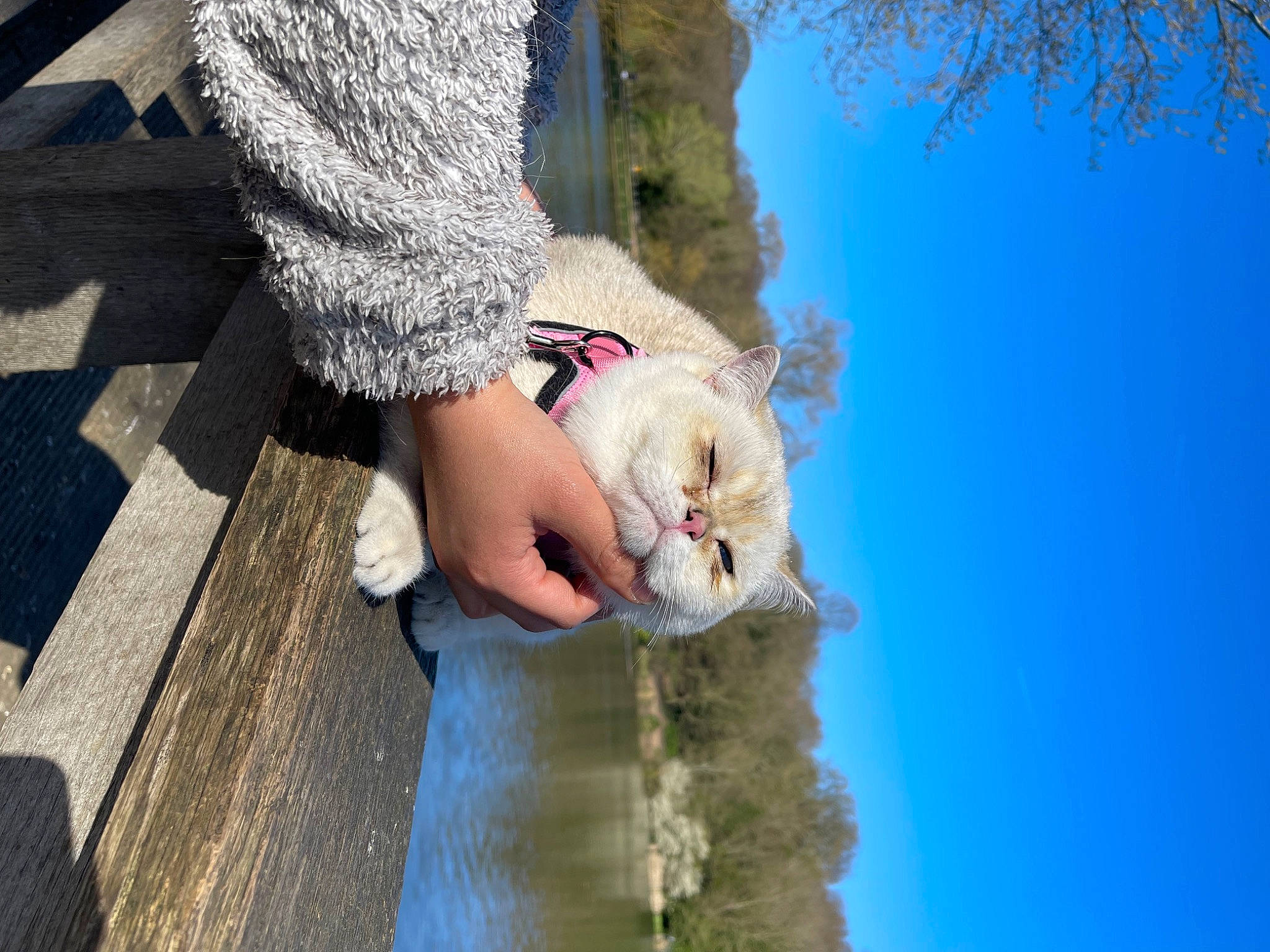 Layla joined the competition — help win amazing prizes! denim, dress, electric_blue, fawn, felidae, foot, fun, fur, gesture, grass, human_leg, leisure, people_in_nature, plant, sky, sunglasses, tree, water, winter, wood