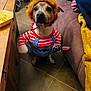 Raven a rejoint le concours — aidez-le/la à gagner de superbes lots ! dog, costume, indoor, floor, couch, table, chips, toy, fur, pet, funny, striped_clothing, brown_fur, puppy, furry_wig, living_room, seated, playful, cute, handmade_costume