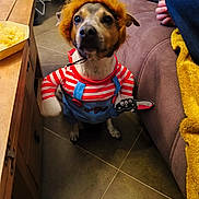 Raven participe au concours pour gagner de l'argent avec cette photo : brown_dog, chips, costume, couch, cute, dog, floor, funny, furniture, human_hand, indoor, living_room, overalls, pet, striped_shirt, table, tile_floor, toy, wig, yellow_blanket