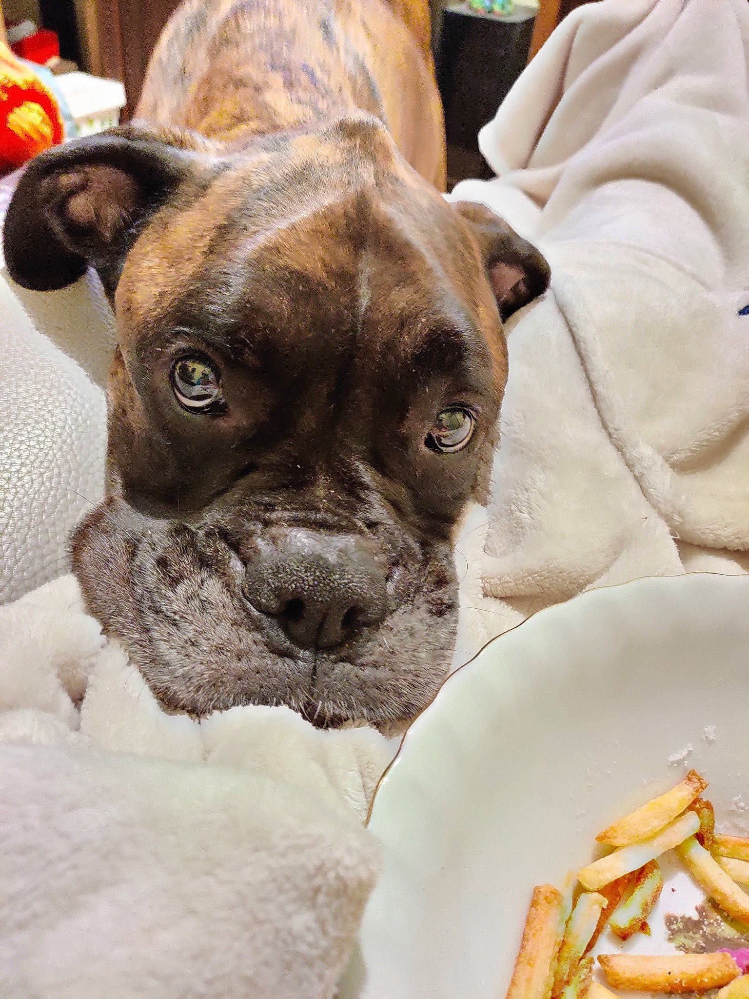 Sam participe au concours pour gagner de l'argent avec cette photo : boxer, canidae, carnivore, companion_dog, dog, dog_breed, fawn, mammal, non_sporting_group, old_english_bulldog, olde_english_bulldogge, puppy, rare_breed_dog, renascence_bulldogge, snout, sporting_group, valley_bulldog, vertebrate, whiskers, wrinkle