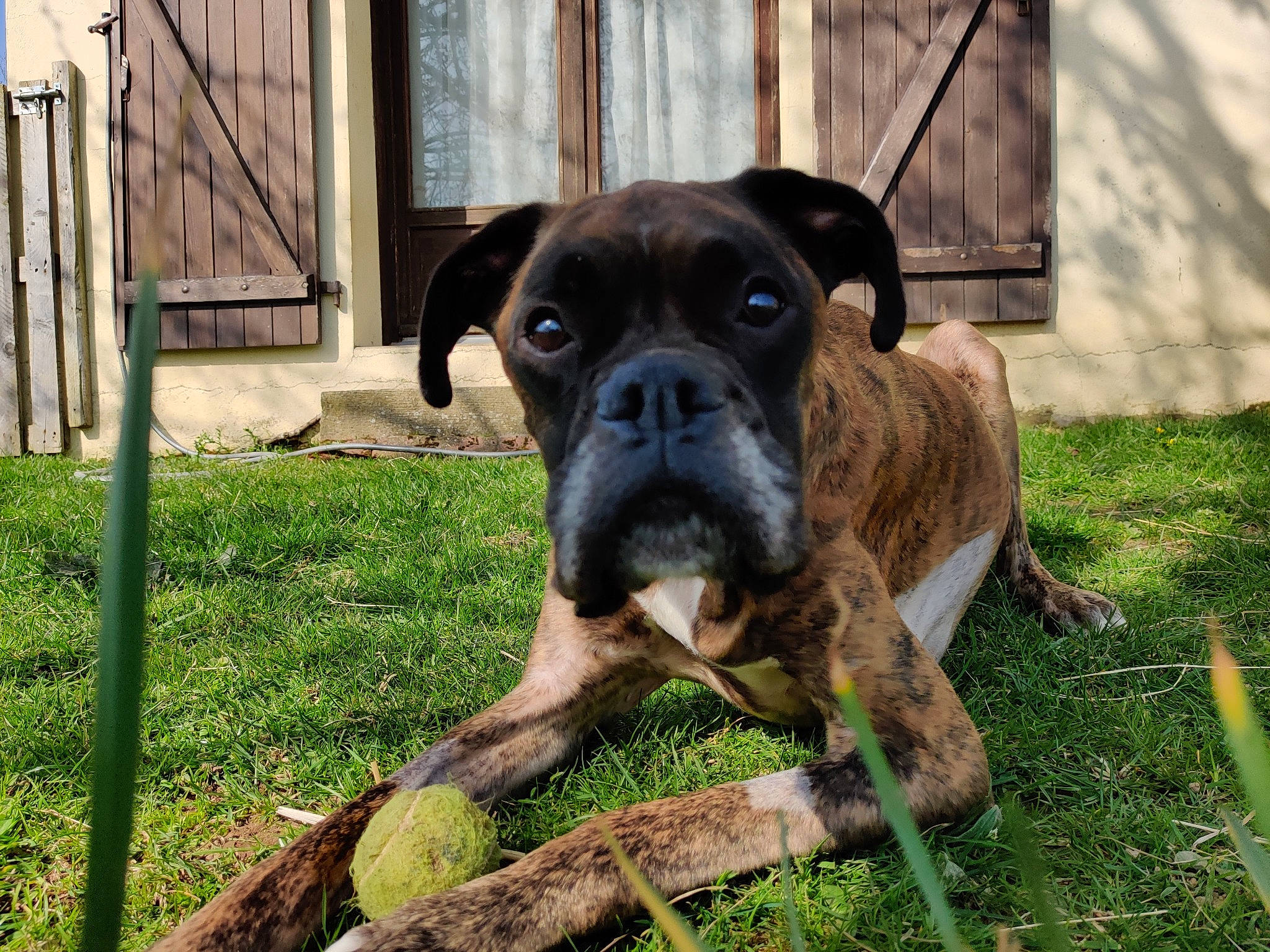 Sam participe au concours pour gagner de l'argent avec cette photo : boxer, canidae, carnivore, companion_dog, dog, dog_breed, fawn, grass, mammal, molosser, non_sporting_group, olde_english_bulldogge, plant, puppy, rare_breed_dog, renascence_bulldogge, snout, sporting_group, valley_bulldog, vertebrate